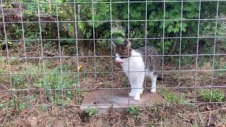 Violet F1 Savannah Cat