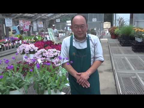 ヴァナヴァナについて詳しく解説