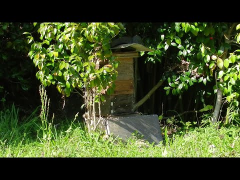 お腹を空かせたミツバチのための早咲きの低木10本 ガーデンデザイン