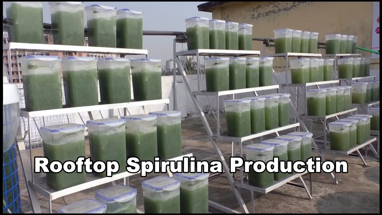 Rooftop spirulina production showcasing alternative sustainable protein cultivation using algae