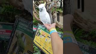 Download lagu Suara burung kakak tua jambul kuning mp3