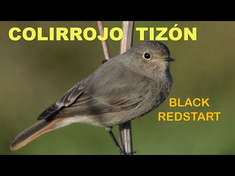 Colirrojo tizón ( Phoenicurus ochruros ) Black R