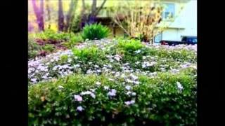 Requiem For A Princess, Here We Go     Peter White