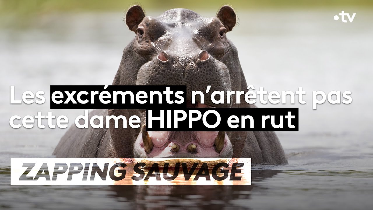 Les excréments n’arrêtent pas cette hippo en rut - ZAPPING SAUVAGE