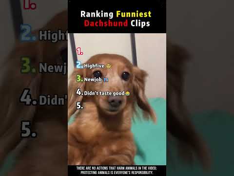 Ranking Funniest Dachshund Clips
