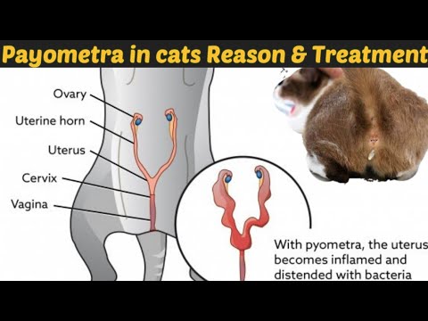 What Is Pyometra in Cats?/ sign and treatment /Dr.Hira Saeed