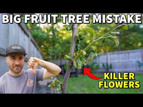 The Problem With GRAFTED FRUIT TREES: Don't Make This BIG Mistake!