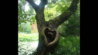 Scheer- Wish you were dead