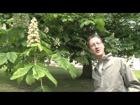 The conker tree (horse chestnut)