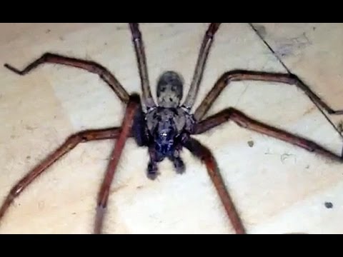 BIGGEST SPIDER IN ENGLAND
