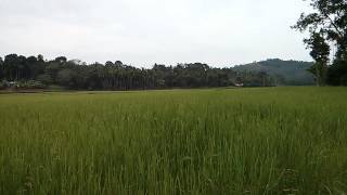 preview picture of video 'Oorpally ,Wayanad, Kerala'
