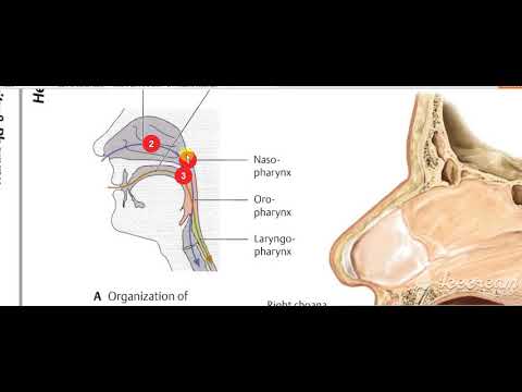 Nasopharynx Interior