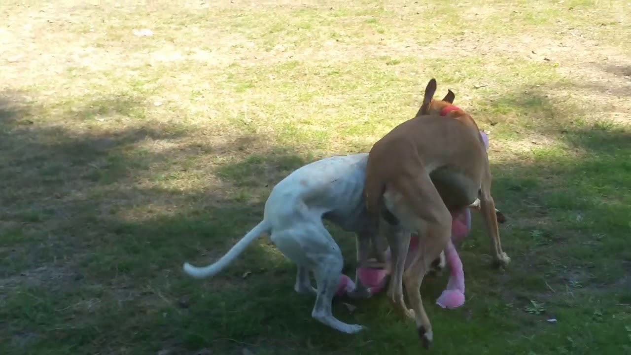 Jake and Nigel playing with Big Daddy Octopus