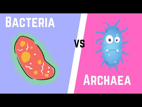 Difference between Bacteria and Archaea