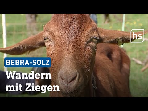 Entschleunigung bei einer Ziegenwanderung in Bebra | hessenschau