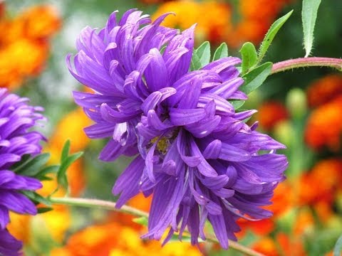 canon powershot sx160 is video test 1280x720