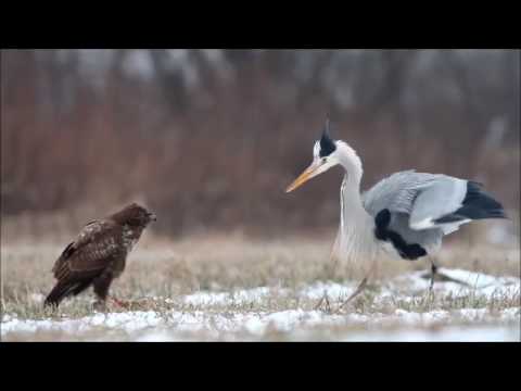 Grey heron fights common buzzard / czapla siwa i myszołów / Canon 400mm 5.6 Canon 7D / bird fight