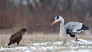 Grey heron fights common buzzard / czapla siwa i myszołów / Canon 400mm 5.6 Canon 7D / bird fight
