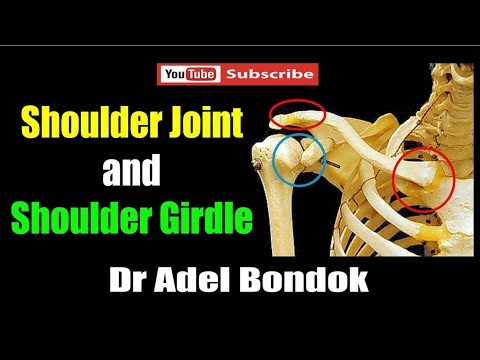 Shoulder Joint and Shoulder Girdle, Dr Adel Bondok