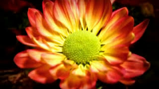 Pato Fu - Simplicidade (John Ulhoa)