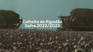 Colheita de Algodão - Safra 2022/2023