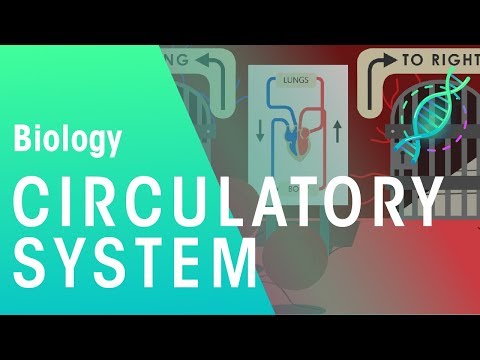 Intro to the Circulatory System | Biology | Physiology | FuseSchool
