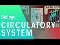 Intro To The Circulatory System Biology Physiology FuseSchool