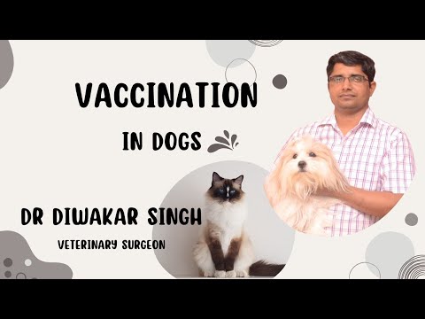 🐶 Dog Vaccination Schedule | Puppy Immunization Guide by Dr. Diwakar Singh | Prabhat Pet Center