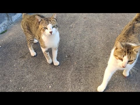 Two Look-Alike Cats Standing On Their Hind Legs And Asking Me For Love.