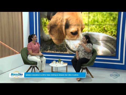 Março Amarelo alerta para doenças renais em cães e gatos 13 03 2023