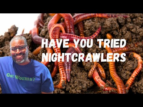 How To Raise European Nightcrawlers