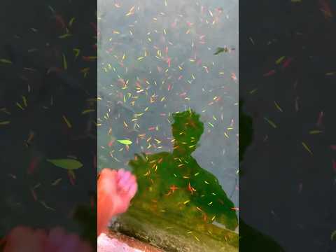 Glow Danio fishpond  #danios #glowdanio #danio #reels #viral #fish #4k #fishpond #shortvideo #shorts