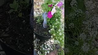 #dollartree These seeds come back every year! #shortsfeed #gardening