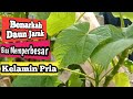 MITOS DAN FAKTA MANPAAT DAUN JARAK