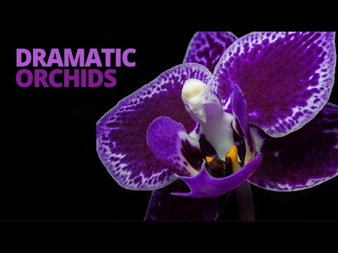 YouTube video about: What lighting direction can make a flower's petals almost glow?