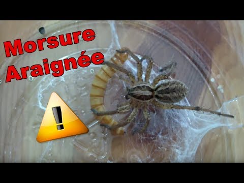 Attaque Grosse ARAIGNÉE francaise !