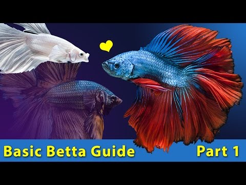 How to take care of a BETTA FISH