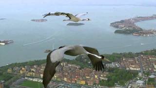 HD BBC Earthflight Cranes Over Venice Italy