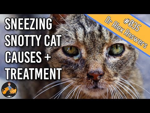 😻 What does it mean when a cat has mucus discharge from nose ...