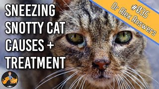 Why is My Cat Sneezing with a Runny, Snotty Nose and Eyes? (cat flu) - Cat Health Vet Advice