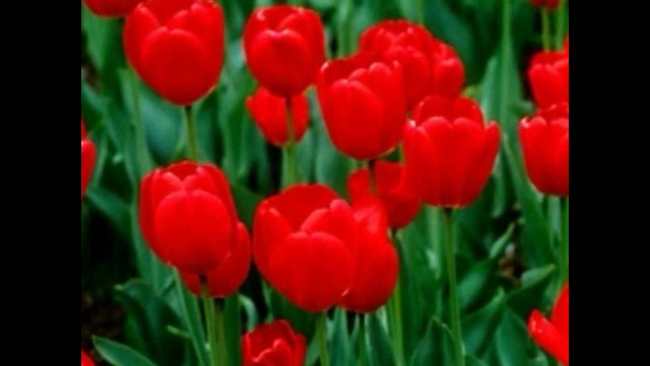 Deewani Deewani Lyrics  | Aakhri Baazi | Govinda, Shatrughan Sinha | Sadhana Sargam | Anu Malik