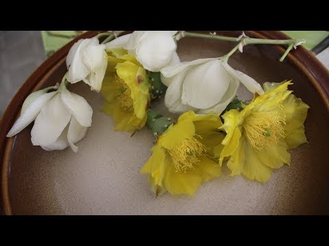 Yucca & Prickly Pear Cactus Blossom Salad
