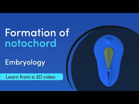 Human Definition and Examples - Biology Online Dictionary