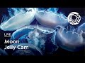 Live Moon Jelly Cam - Monterey Bay Aquarium