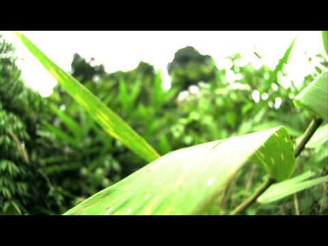 トラフシジミの仲間（Rapala dieneces）の飛翔