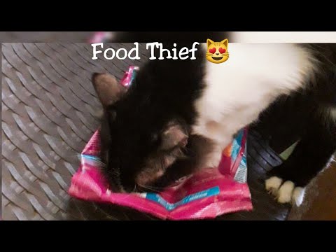 Food Thief | Chikku😻
