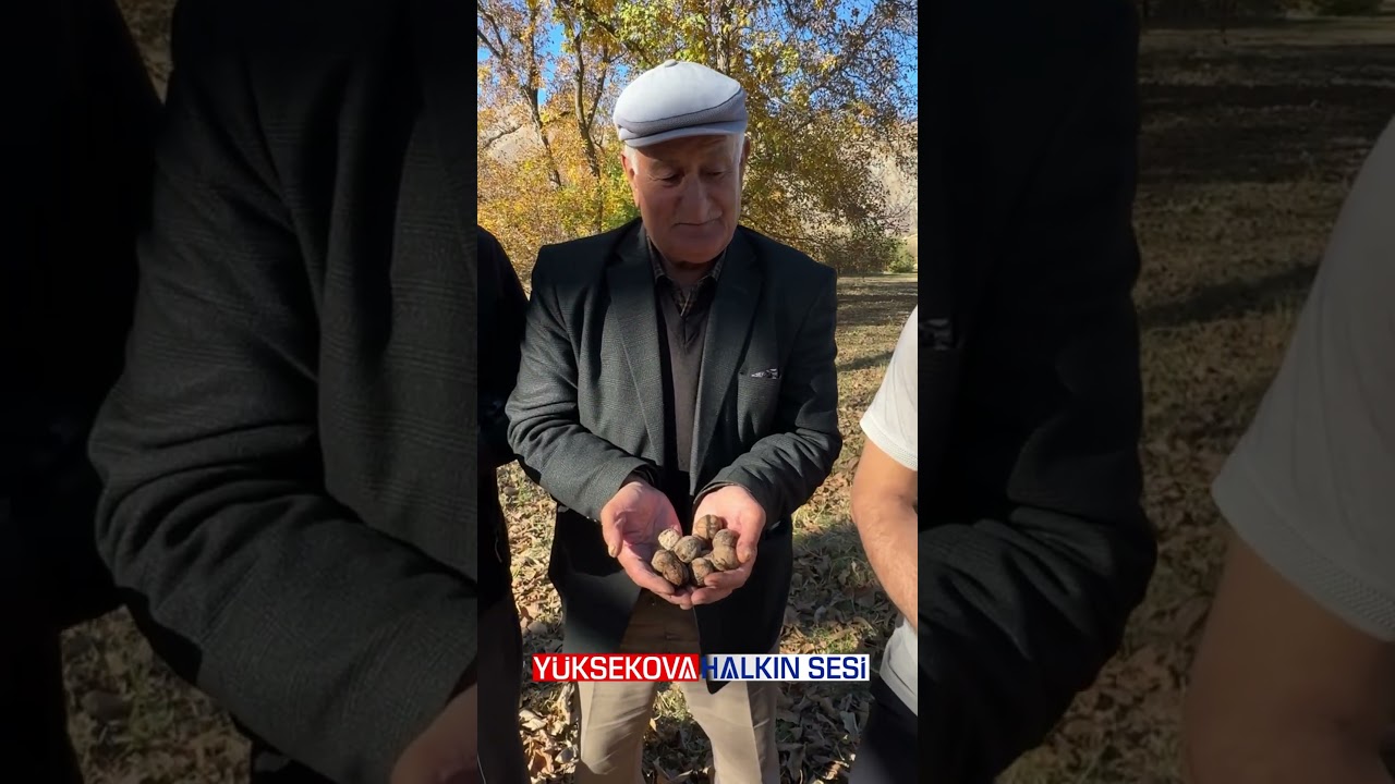 Arpalı Köyünde Su Sıkıntısı Ceviz Verimini Düşürdü