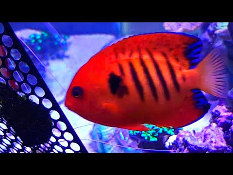 download lagu mp3 mp4 Flame Angel For Sale, download lagu Flame Angel For Sale gratis, unduh video klip Flame Angel For Sale