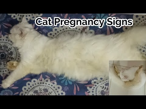 a Cat Pregnancy Symptoms and Signs | How to know if your Cat is Pregnant