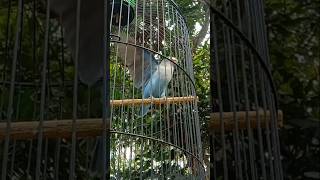 Download lagu Suara Lovebird betina memanggil Jantan #short #shorts #shortvideo #birds #lovebirds #lovebird #fypp mp3 Download lagu Suara Lovebird betina memanggil Jantan #short #shorts #shortvideo #birds #lovebirds #lovebird #fypp mp3